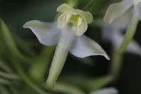 Platanthera chlorantha