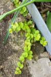 Lysimachia nummularia