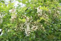 Robinia pseudoacacia