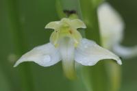 Platanthera chlorantha