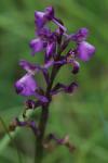 Anacamptis morio