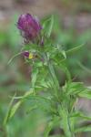 Melampyrum arvense