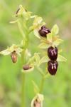 Ophrys aranifera