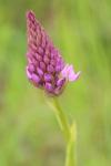 Anacamptis pyramidalis