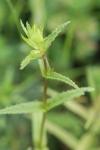 Rhinanthus minor