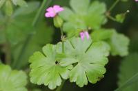 Geranium lucidum