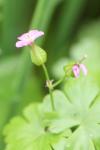 Geranium lucidum