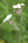 Silene latifolia