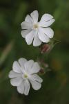 Silene latifolia