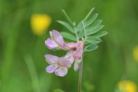 Vicia pannonica