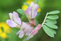 Vicia pannonica