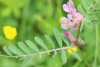 Vicia pannonica