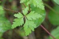 Geranium purpureum