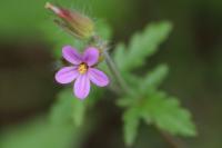 Geranium purpureum