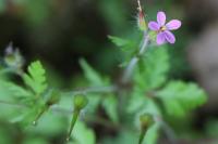 Geranium purpureum