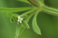 Galium aparine