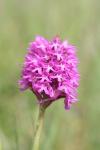 Anacamptis pyramidalis