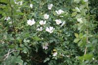 Rosa canina