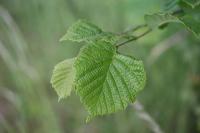 Corylus avellana