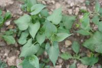 Fallopia convolvulus