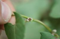 Fallopia convolvulus