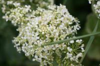 Lepidium draba