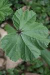 Malva sylvestris
