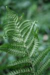 Dryopteris filix-mas