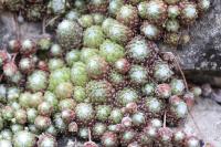 Sempervivum arachnoideum