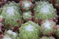 Sempervivum arachnoideum