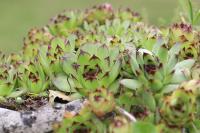Sempervivum tectorum