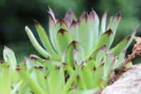 Sempervivum tectorum