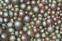 Sempervivum arachnoideum