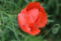 Papaver rhoeas