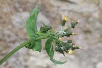 Sonchus oleraceus
