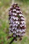 Orchis purpurea