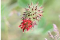 Trifolium incarnatum