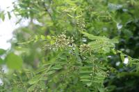 Robinia pseudoacacia