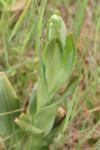 Himantoglossum hircinum