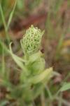 Himantoglossum hircinum
