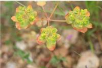 Euphorbia helioscopia