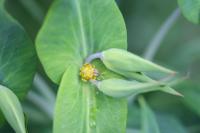 Euphorbia lathyris