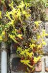 Sedum acre