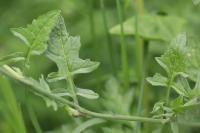 Sisymbrium officinale