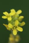 Sisymbrium officinale