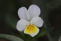 Viola arvensis
