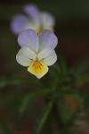 Viola arvensis