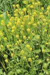 Barbarea vulgaris