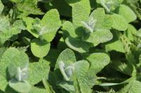 Mentha suaveolens