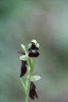 Ophrys insectifera